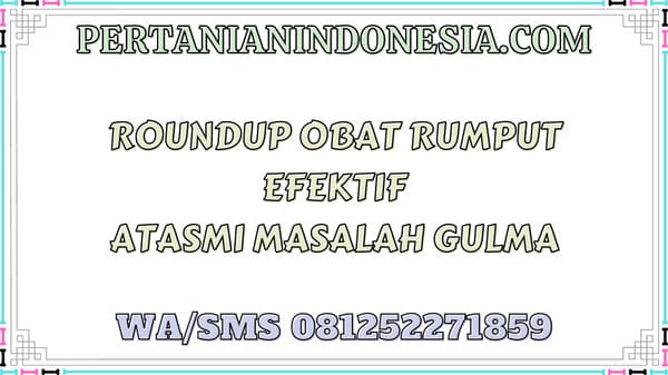 Roundup Obat Rumput Efektif Atasi Masalah Gulma